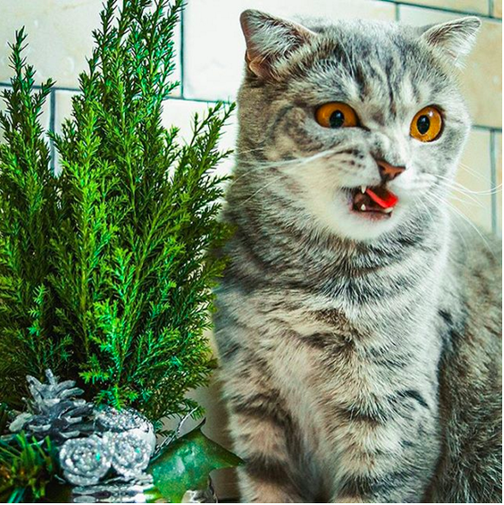 Ők voltak 2015 legfurcsább és egyben legviccesebb macskái