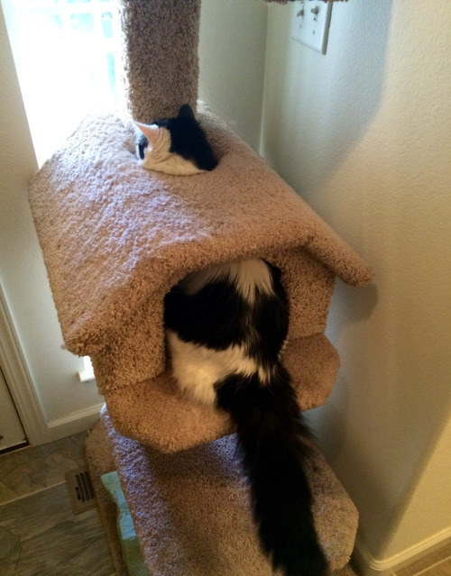 Ők voltak 2015 legfurcsább és egyben legviccesebb macskái