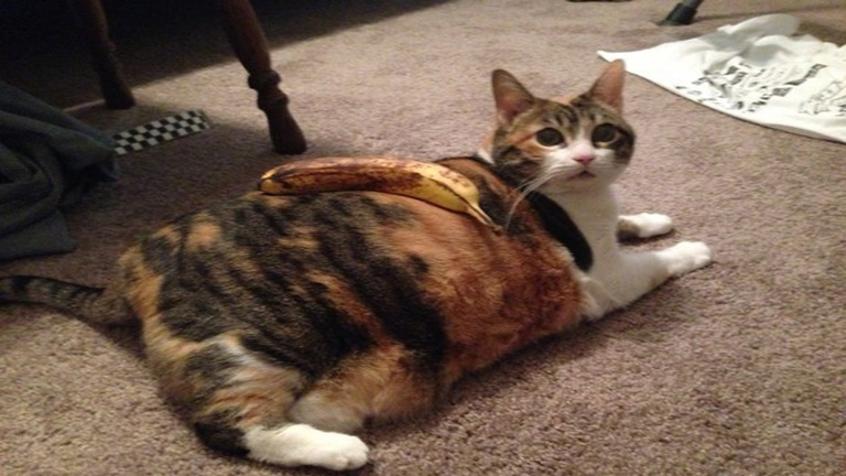 Ők voltak 2015 legfurcsább és egyben legviccesebb macskái