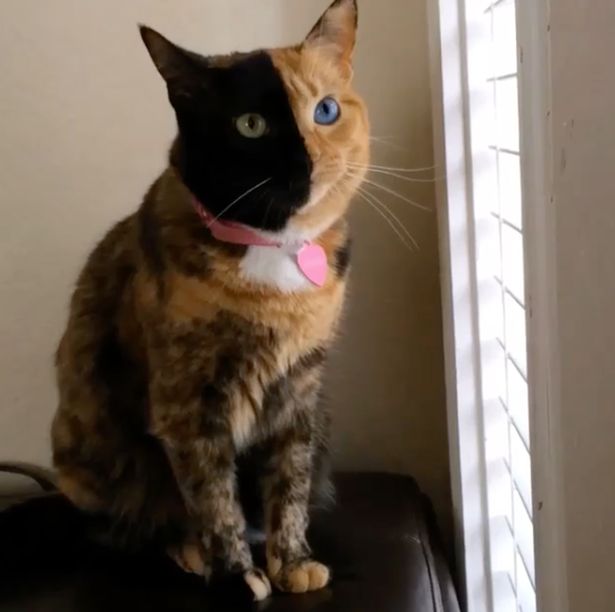 A felemásfejű macskától megőrül az internet