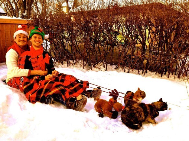 20 állat, akit teljesen hidegen hagy a karácsony - vicces képek