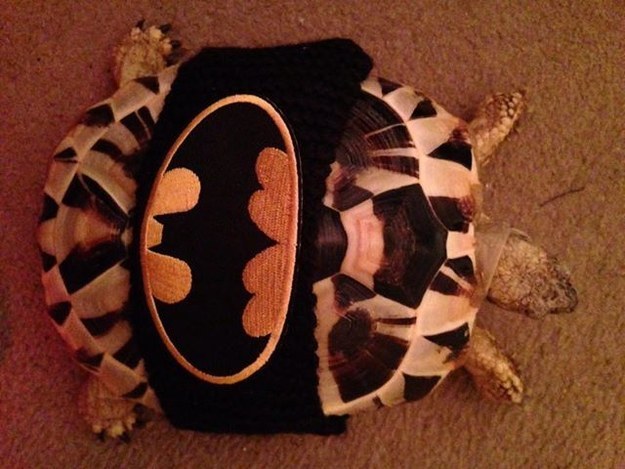 20 állat, akit teljesen hidegen hagy a karácsony - vicces képek