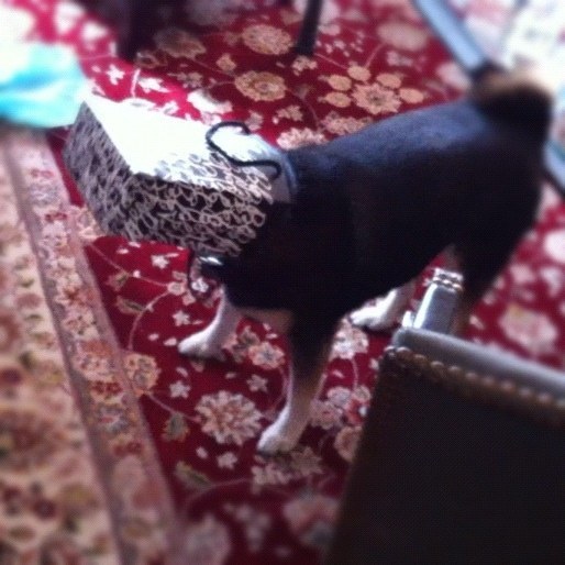 20 állat, akit teljesen hidegen hagy a karácsony - vicces képek