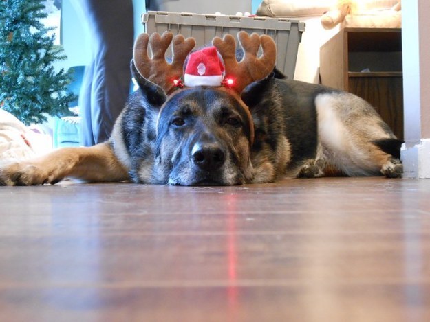 20 állat, akit teljesen hidegen hagy a karácsony - vicces képek