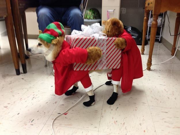 20 állat, akit teljesen hidegen hagy a karácsony - vicces képek