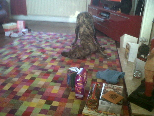 20 állat, akit teljesen hidegen hagy a karácsony - vicces képek