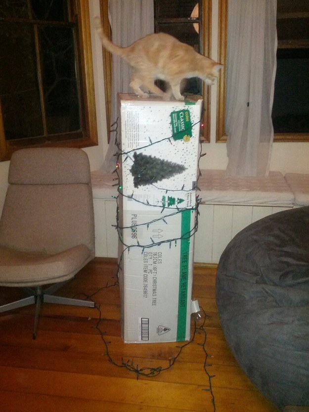 20 állat, akit teljesen hidegen hagy a karácsony - vicces képek