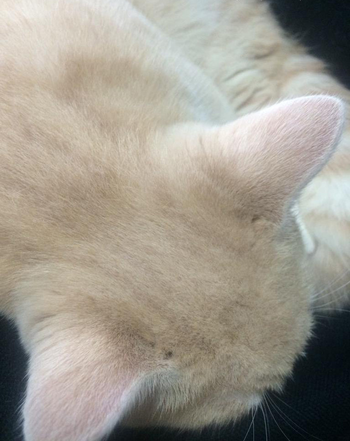 Mindenednek macska szaga lehet ettől az új japán parfümtől