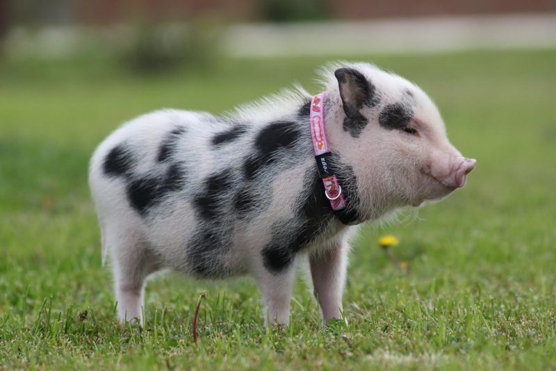 Fotó: Tóth Mónika