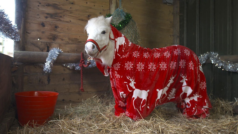 Ettől a kezeslábasba bújtatott pónitól eldobod az agyad! Ettől a kezeslábasba bújtatott pónitól eldobod az agyad!