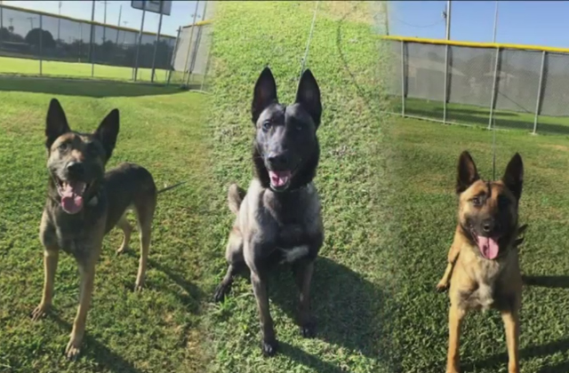 Közülük kerül ki Diesel, a lelőtt rendőrkutya utóda Közülük kerül ki Diesel, a lelőtt rendőrkutya utóda