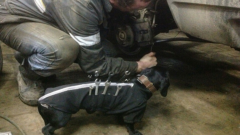 Így segít a cuki tacskó az autószerelésben - fotók