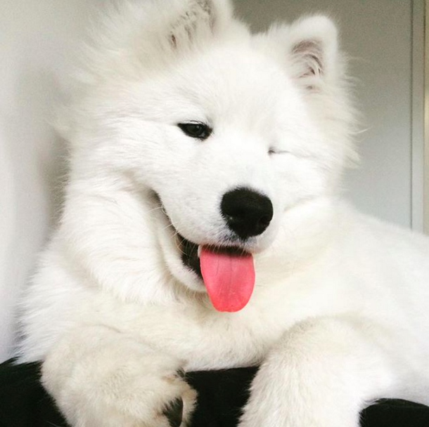 2016-ban a szamojéd kutyák a Te szívedet is elrabolják!