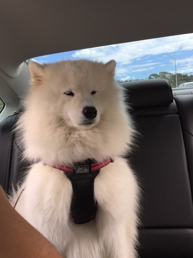 2016-ban a szamojéd kutyák a Te szívedet is elrabolják!