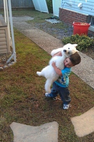 2016-ban a szamojéd kutyák a Te szívedet is elrabolják!