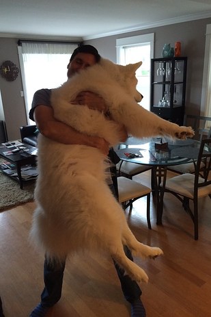 2016-ban a szamojéd kutyák a Te szívedet is elrabolják!