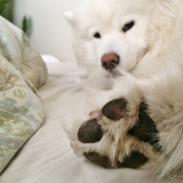 2016-ban a szamojéd kutyák a Te szívedet is elrabolják!