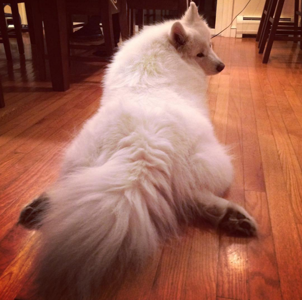 2016-ban a szamojéd kutyák a Te szívedet is elrabolják!