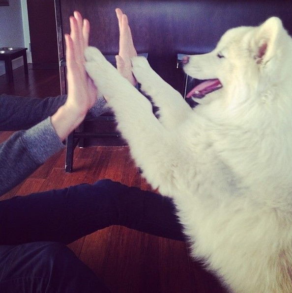 2016-ban a szamojéd kutyák a Te szívedet is elrabolják!