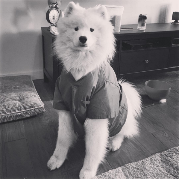 2016-ban a szamojéd kutyák a Te szívedet is elrabolják!