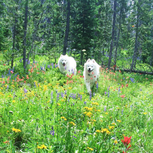 2016-ban a szamojéd kutyák a Te szívedet is elrabolják!