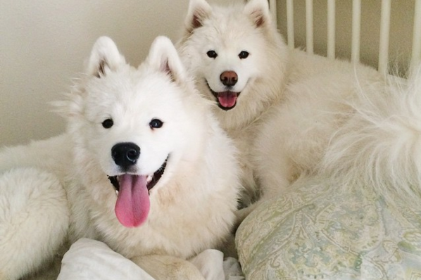 2016-ban a szamojéd kutyák a Te szívedet is elrabolják!