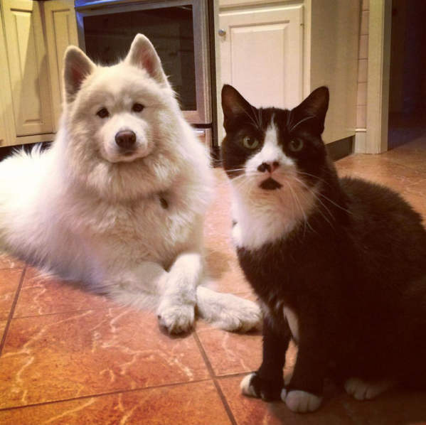 2016-ban a szamojéd kutyák a Te szívedet is elrabolják!