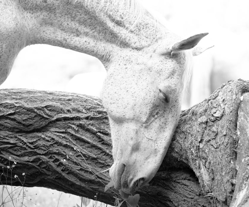 Fotóalbumot karácsonyra Fotóalbumot karácsonyra