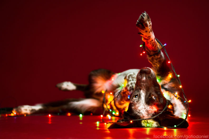 Ezektől a karácsonyi díszbe öltözött kutyáktól biztosan szebb lesz az ünneped Ezektől a karácsonyi díszbe öltözött kutyáktól biztosan szebb lesz az ünneped