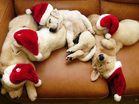 Cuki állatok, akiknek jól áll a karácsony