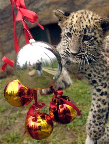 Cuki állatok, akiknek jól áll a karácsony