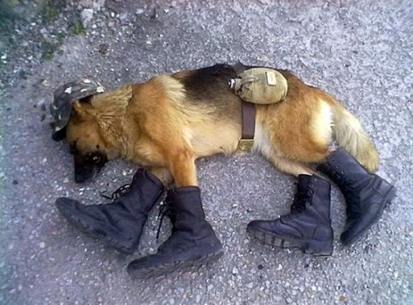 Állatok, akikből bolondot csináltak - vicce fotók Állatok, akikből bolondot csináltak - vicce fotók