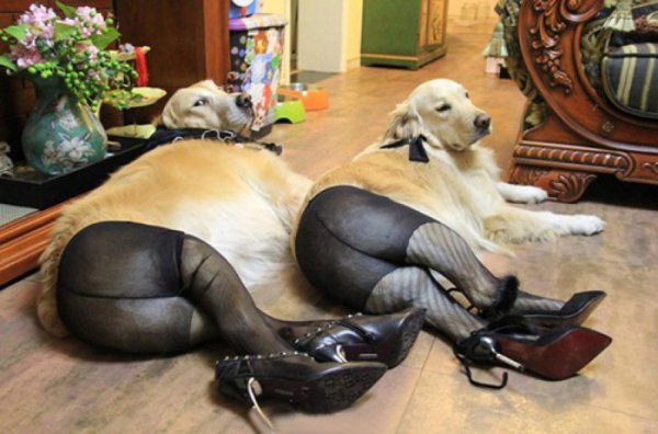 Állatok, akikből bolondot csináltak - vicce fotók Állatok, akikből bolondot csináltak - vicce fotók