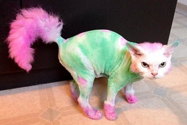 Állatok, akikből bolondot csináltak - vicce fotók Állatok, akikből bolondot csináltak - vicce fotók