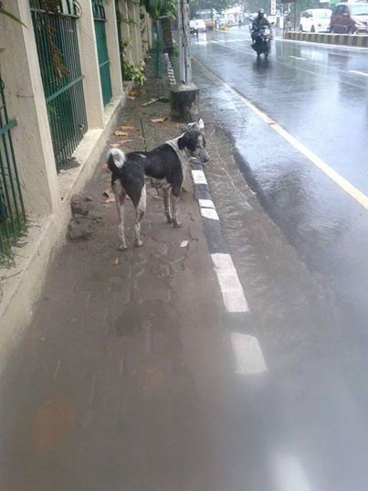 Kölykeit mentette az árvíz elől a cuki kutya – megható videó