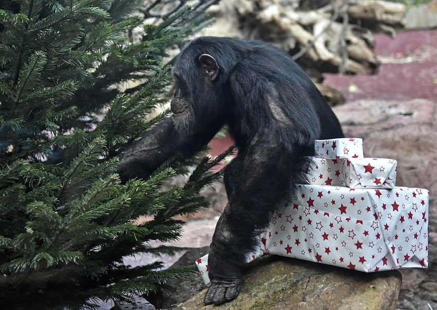 Így örültek az állatok karácsonyi ajándékaiknak - cuki fotók Így örültek az állatok karácsonyi ajándékaiknak - cuki fotók