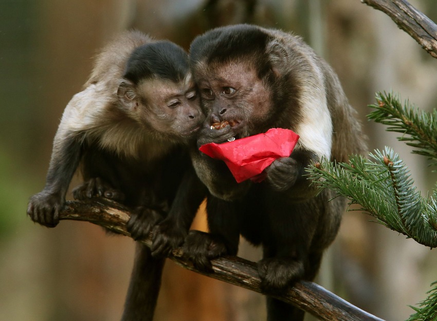 Így örültek az állatok karácsonyi ajándékaiknak - cuki fotók Így örültek az állatok karácsonyi ajándékaiknak - cuki fotók