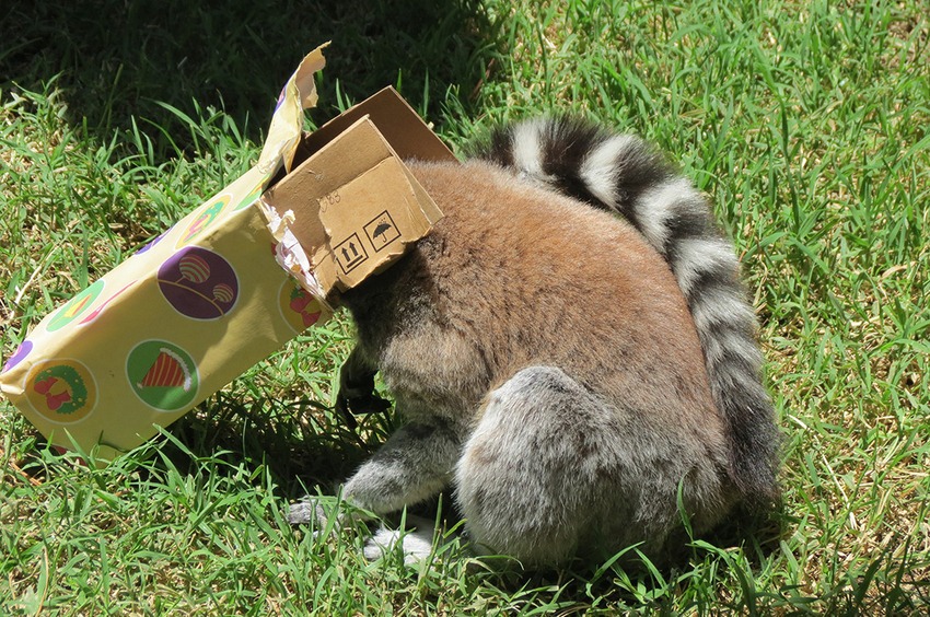 Így örültek az állatok karácsonyi ajándékaiknak - cuki fotók Így örültek az állatok karácsonyi ajándékaiknak - cuki fotók