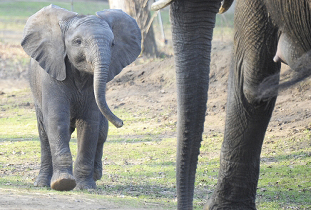 Több mint 170 cuki állat született idén a Nyíregyházi Állatparkban