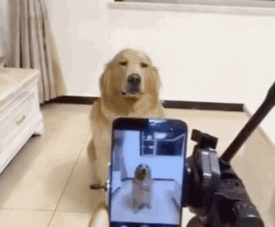 15 golden retriever kutyus, akik idén annyira cukik voltak, hogy arra nincsenek szavaink - képek 15 golden retriever kutyus, akik idén annyira cukik voltak, hogy arra nincsenek szavaink - képek