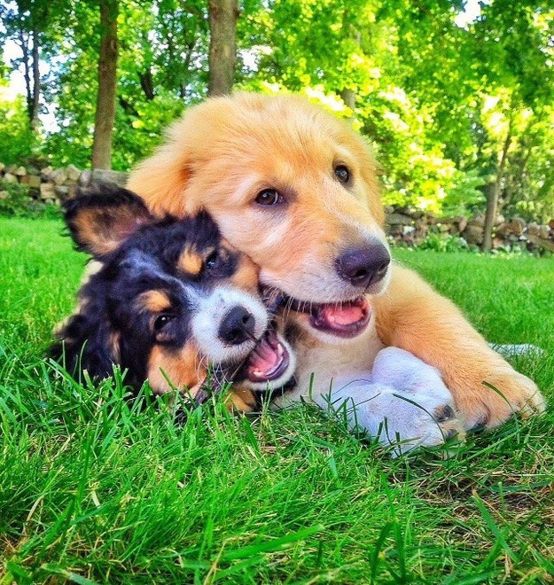 15 golden retriever kutyus, akik idén annyira cukik voltak, hogy arra nincsenek szavaink - képek 15 golden retriever kutyus, akik idén annyira cukik voltak, hogy arra nincsenek szavaink - képek