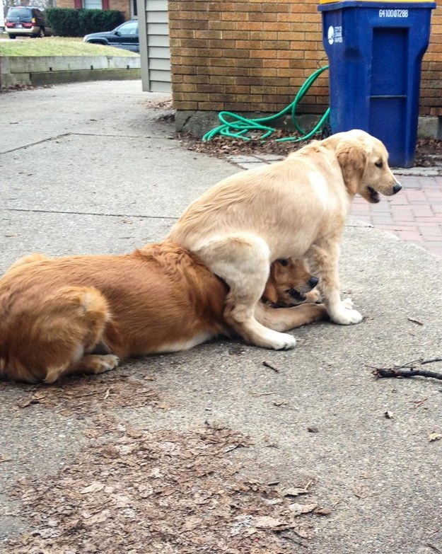 15 golden retriever kutyus, akik idén annyira cukik voltak, hogy arra nincsenek szavaink - képek 15 golden retriever kutyus, akik idén annyira cukik voltak, hogy arra nincsenek szavaink - képek