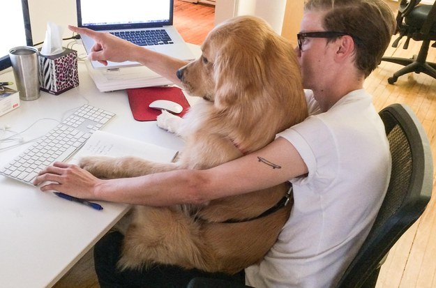 15 golden retriever kutyus, akik idén annyira cukik voltak, hogy arra nincsenek szavaink - képek 15 golden retriever kutyus, akik idén annyira cukik voltak, hogy arra nincsenek szavaink - képek