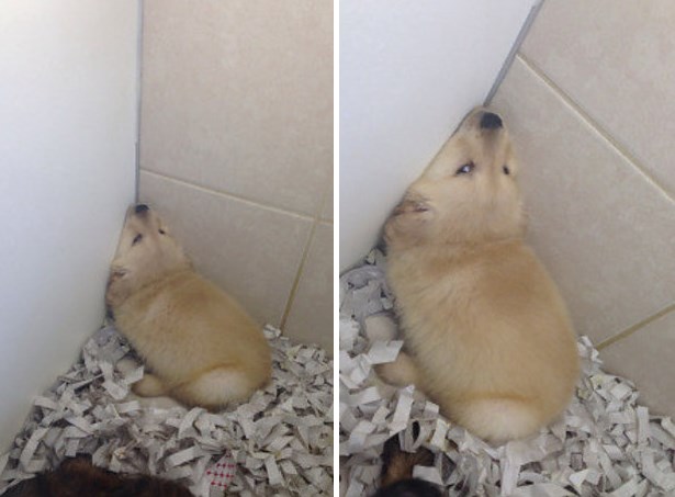 15 golden retriever kutyus, akik idén annyira cukik voltak, hogy arra nincsenek szavaink - képek 15 golden retriever kutyus, akik idén annyira cukik voltak, hogy arra nincsenek szavaink - képek