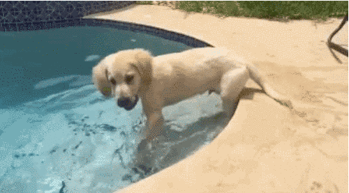 15 golden retriever kutyus, akik idén annyira cukik voltak, hogy arra nincsenek szavaink - képek 15 golden retriever kutyus, akik idén annyira cukik voltak, hogy arra nincsenek szavaink - képek