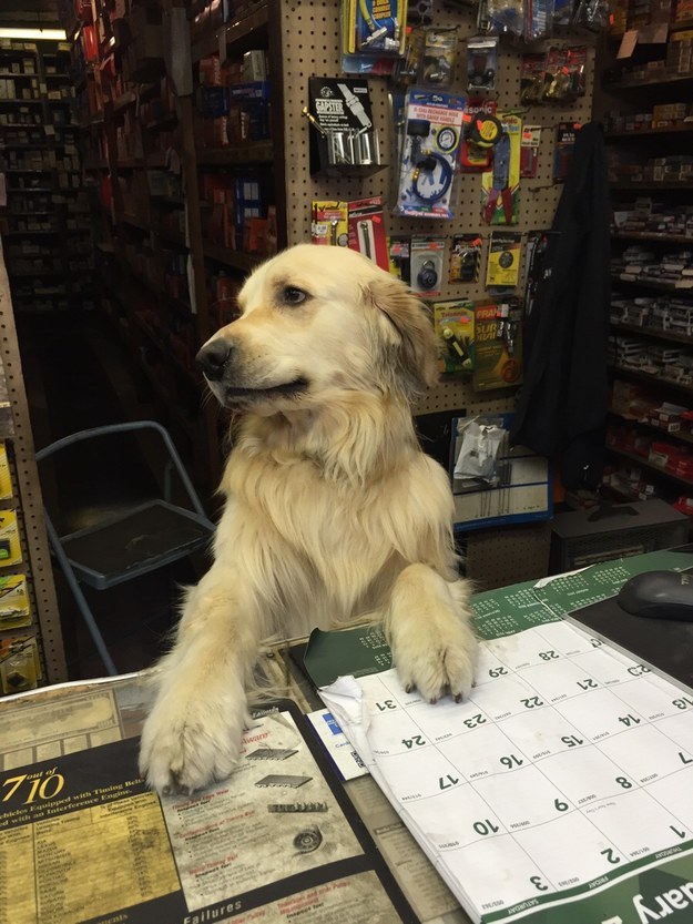 15 golden retriever kutyus, akik idén annyira cukik voltak, hogy arra nincsenek szavaink - képek 15 golden retriever kutyus, akik idén annyira cukik voltak, hogy arra nincsenek szavaink - képek