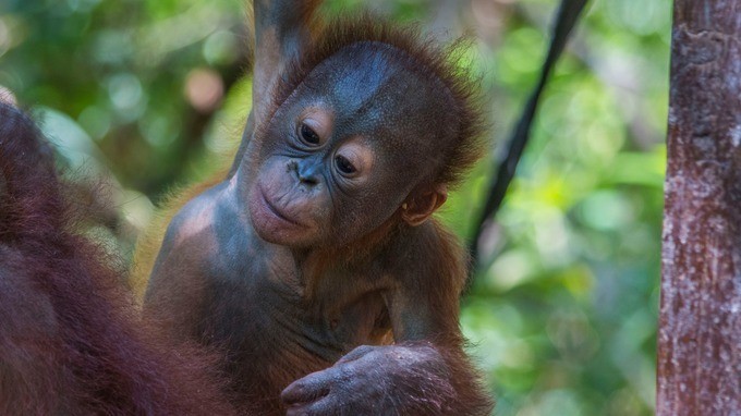 Sorsára hagyták az orángutánbébit, de most már ő a játszótér sztárja Sorsára hagyták az orángutánbébit, de most már ő a játszótér sztárja
