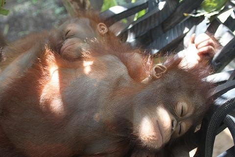 Sorsára hagyták az orángutánbébit, de most már ő a játszótér sztárja Sorsára hagyták az orángutánbébit, de most már ő a játszótér sztárja