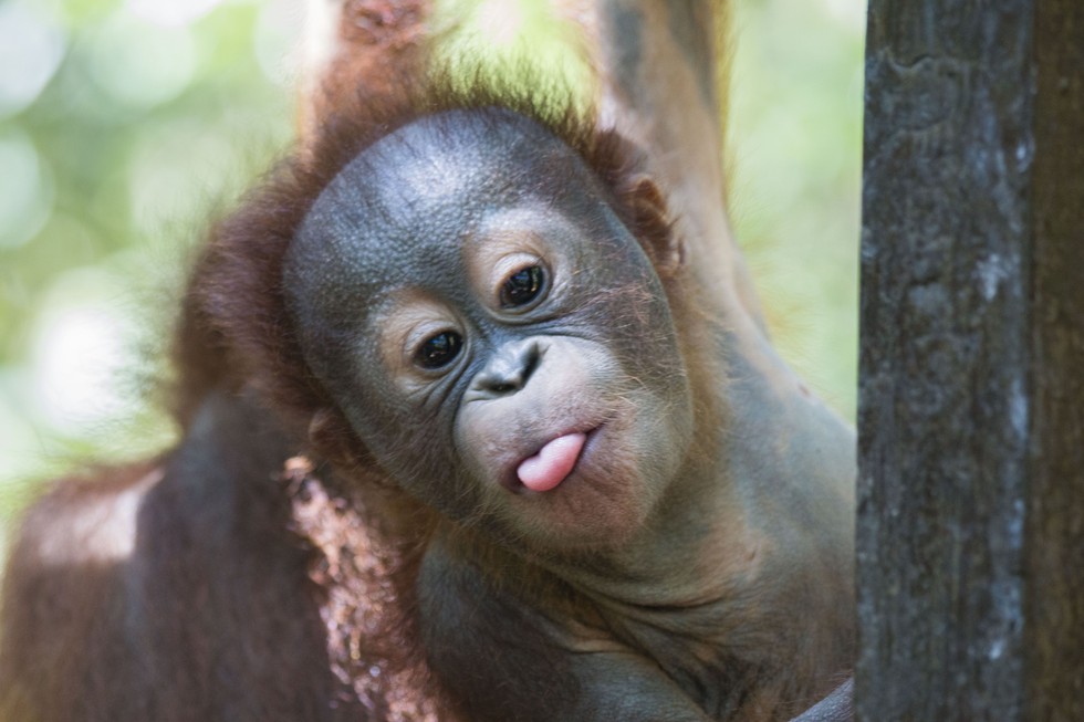Sorsára hagyták az orángutánbébit, de most már ő a játszótér sztárja Sorsára hagyták az orángutánbébit, de most már ő a játszótér sztárja