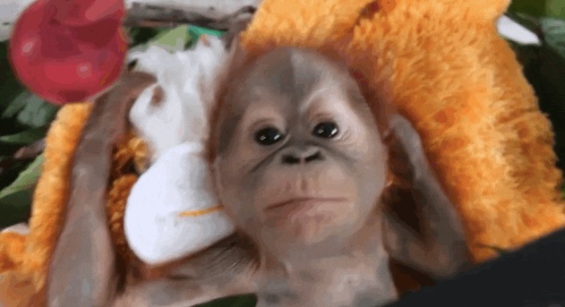 Sorsára hagyták az orángutánbébit, de most már ő a játszótér sztárja Sorsára hagyták az orángutánbébit, de most már ő a játszótér sztárja